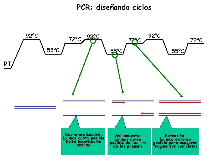 PCR: diseñando ciclos 92ºC 72ºC 92ºC 55ºC 72ºC 55ºC 92ºC 72ºC 55ºC RT Desnaturalización: