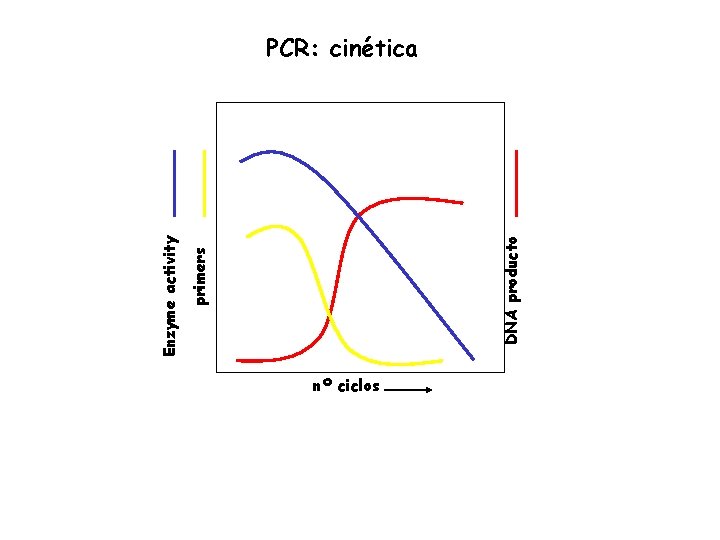 DNA producto primers Enzyme activity PCR: cinética nº ciclos 