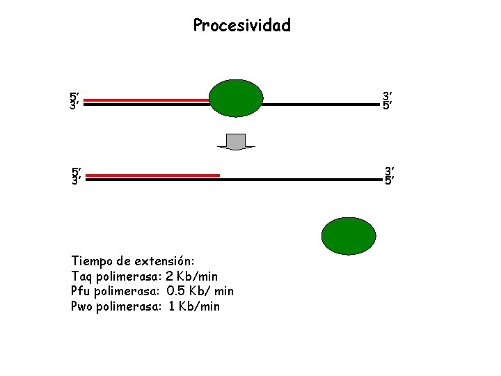 Procesividad 5’ 3’ 3’ 5’ Tiempo de extensión: Taq polimerasa: 2 Kb/min Pfu polimerasa: