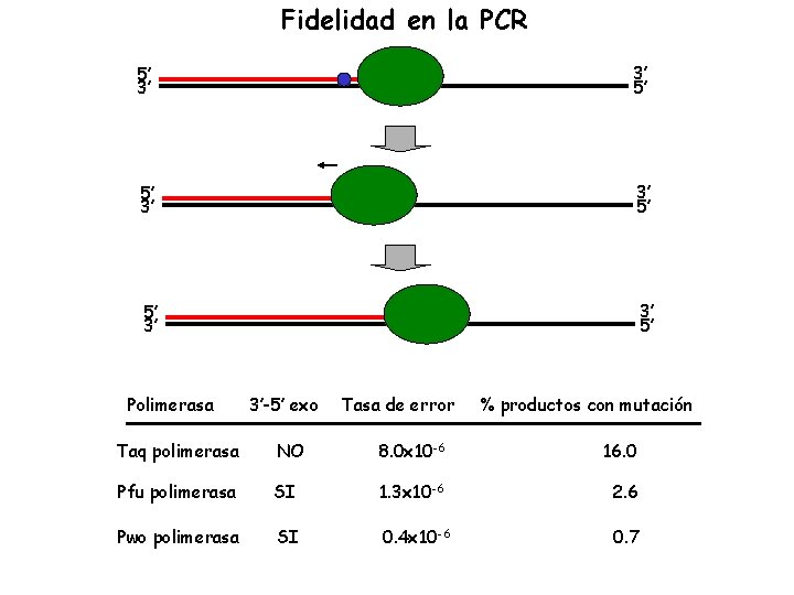 Fidelidad en la PCR 5’ 3’ 3’ 5’ Polimerasa 3’-5’ exo Tasa de error