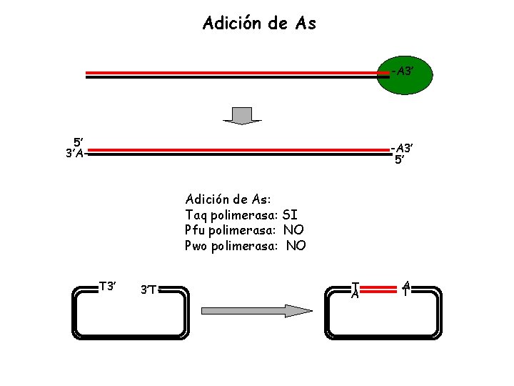 Adición de As -A 3’ 5’ 3’A- -A 3’ 5’ Adición de As: Taq