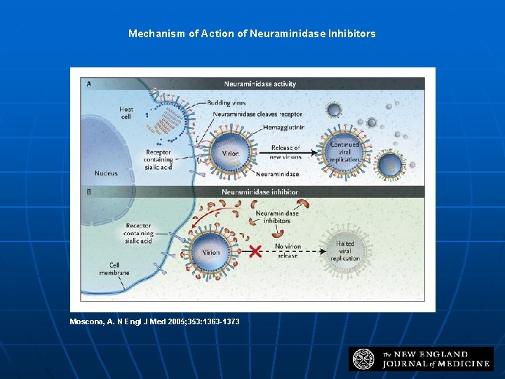Mechanism of Action of Neuraminidase Inhibitors Moscona, A. N Engl J Med 2005; 353: