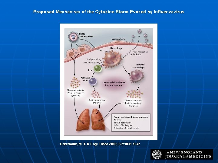 Proposed Mechanism of the Cytokine Storm Evoked by Influenzavirus Osterholm, M. T. N Engl