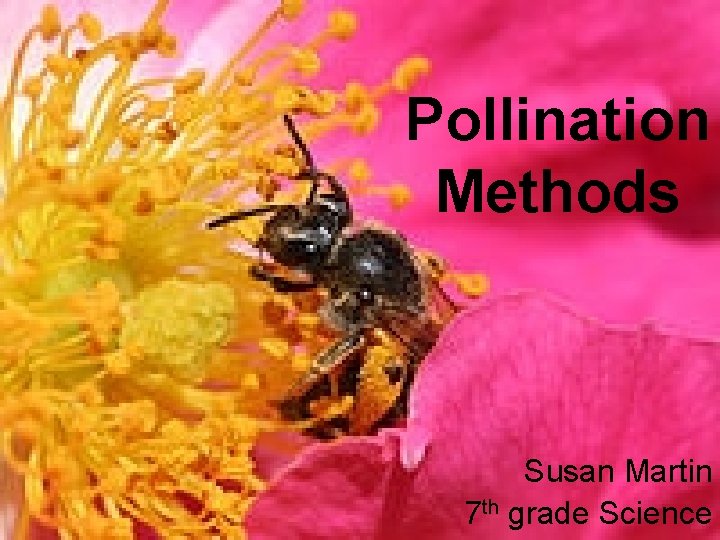 Pollination Methods Susan Martin 7 th grade Science 