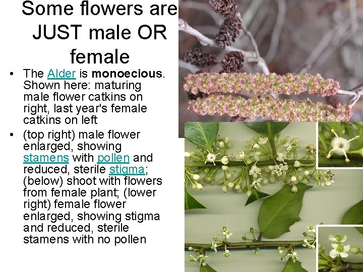 Some flowers are JUST male OR female • The Alder is monoecious. Shown here: