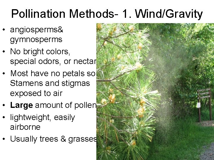 Pollination Methods- 1. Wind/Gravity • angiosperms& gymnosperms • No bright colors, special odors, or