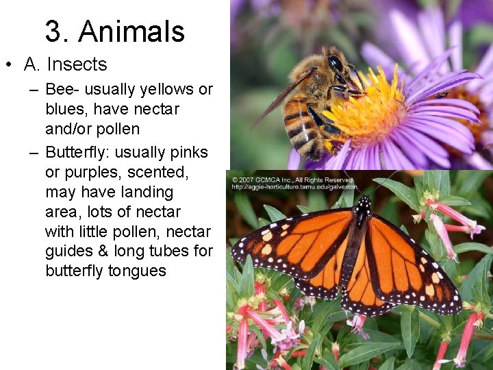 3. Animals • A. Insects – Bee- usually yellows or blues, have nectar and/or
