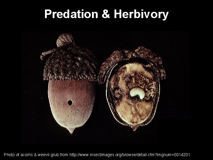 Predation & Herbivory Photo of acorns & weevil grub from http: //www. insectimages. org/browse/detail.