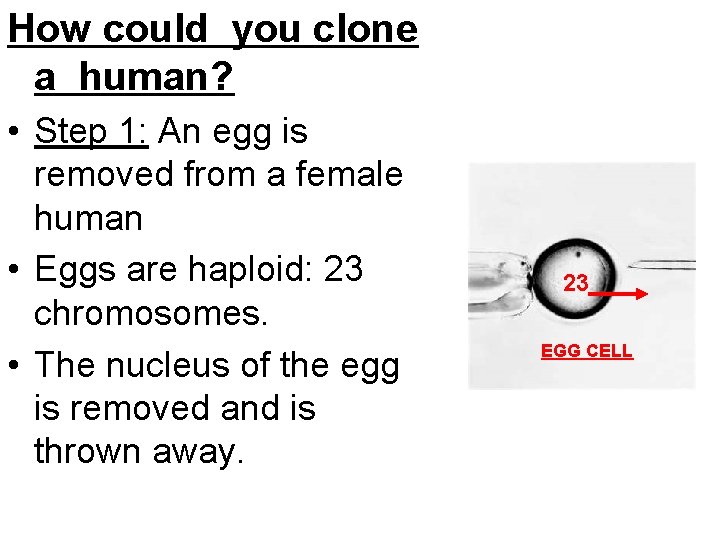 How could you clone a human? • Step 1: An egg is removed from