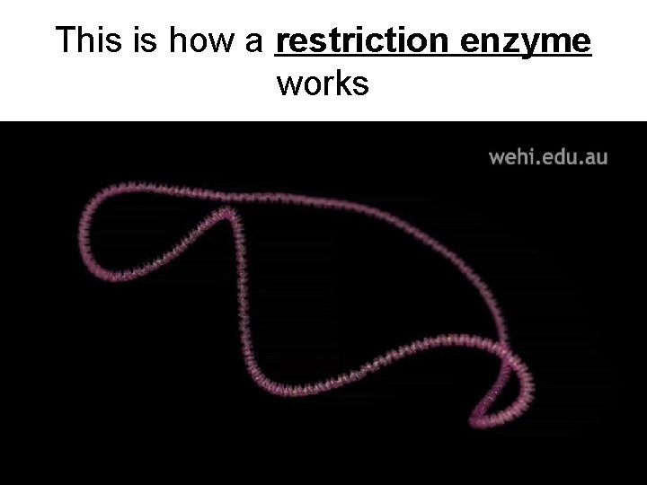 This is how a restriction enzyme works 