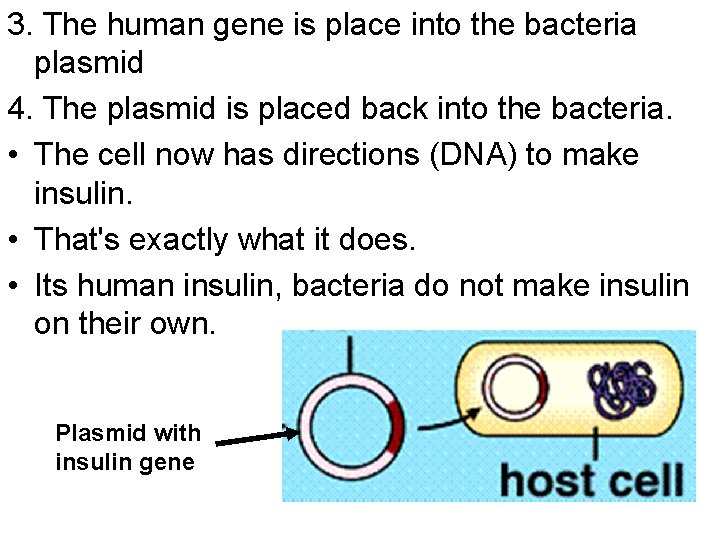 3. The human gene is place into the bacteria plasmid 4. The plasmid is