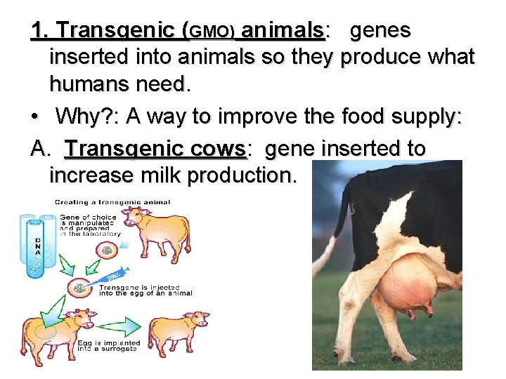 1. Transgenic (GMO) animals: genes inserted into animals so they produce what humans need.