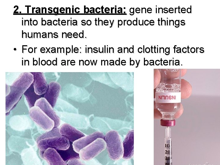 2. Transgenic bacteria: gene inserted into bacteria so they produce things humans need. •
