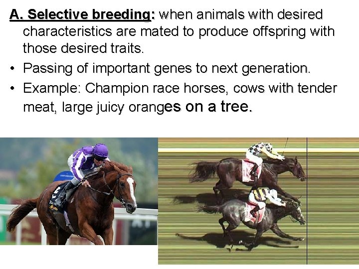 A. Selective breeding: when animals with desired characteristics are mated to produce offspring with