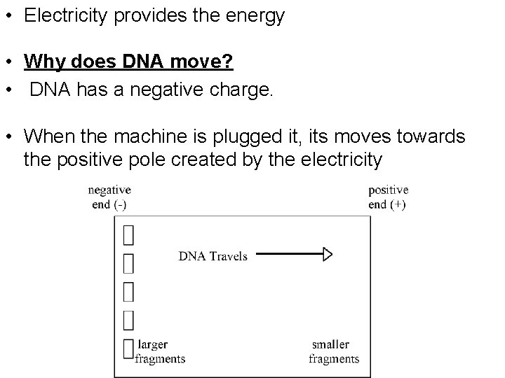  • Electricity provides the energy • Why does DNA move? • DNA has