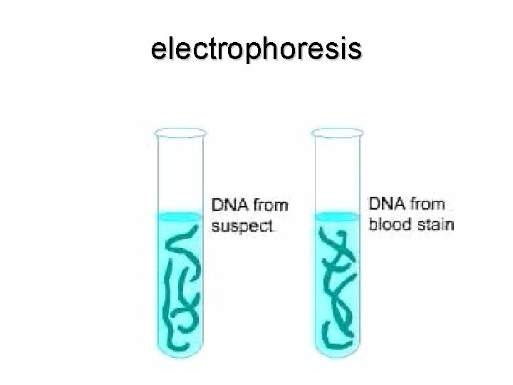 electrophoresis 