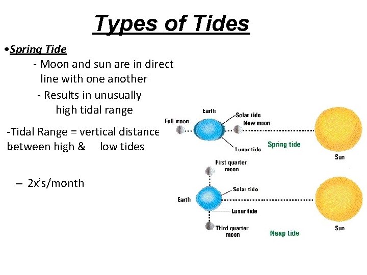 Types of Tides • Spring Tide - Moon and sun are in direct line