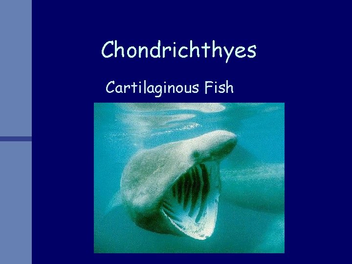 Chondrichthyes Cartilaginous Fish 