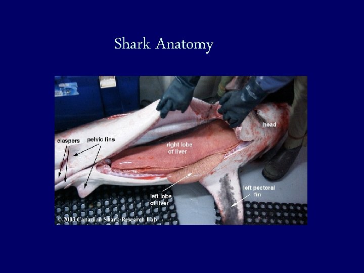 Shark Anatomy 