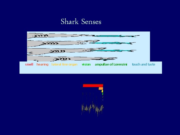 Shark Senses smell hearing lateral line organ vision ampullae of Lorenzini touch and taste