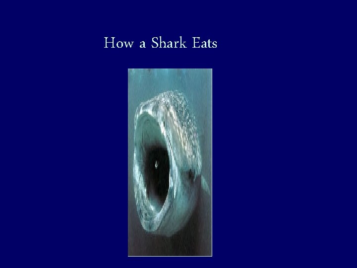 How a Shark Eats 