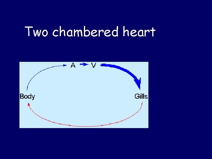 Two chambered heart 