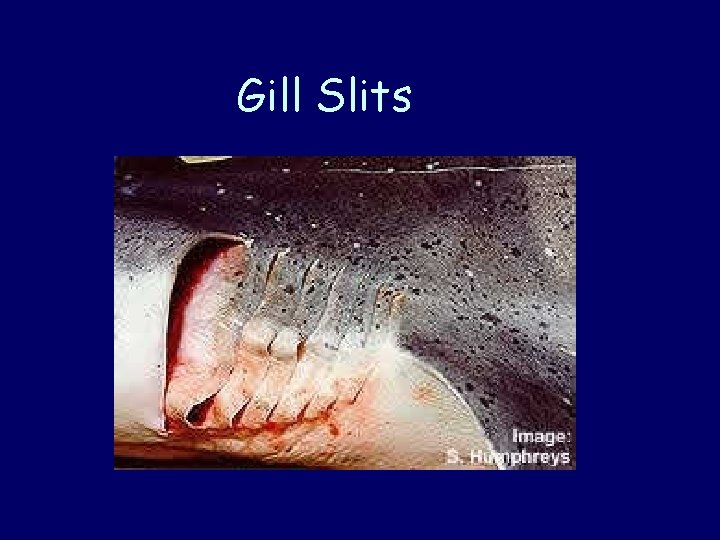 Gill Slits 