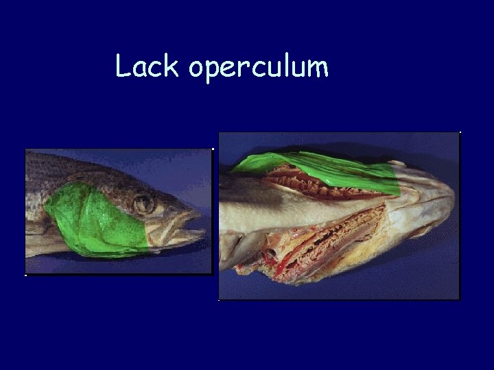 Lack operculum 