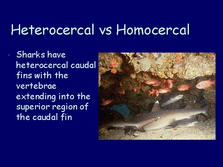 Heterocercal vs Homocercal • Sharks have heterocercal caudal fins with the vertebrae extending into