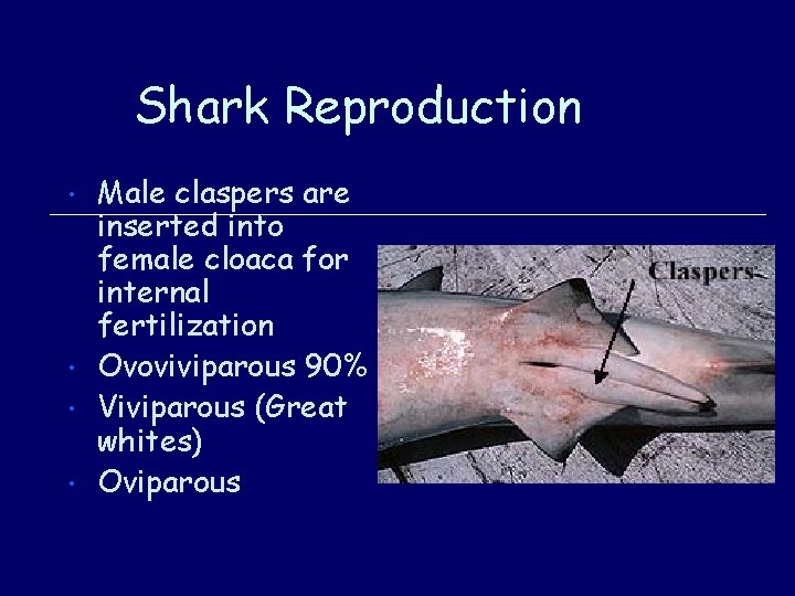 Shark Reproduction • • Male claspers are inserted into female cloaca for internal fertilization