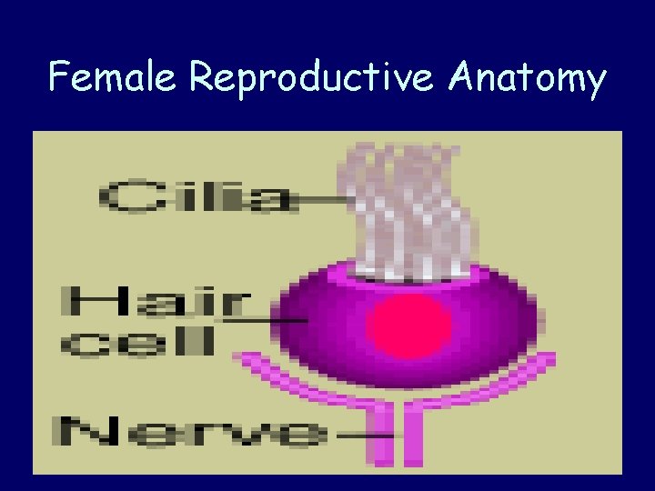 Female Reproductive Anatomy 