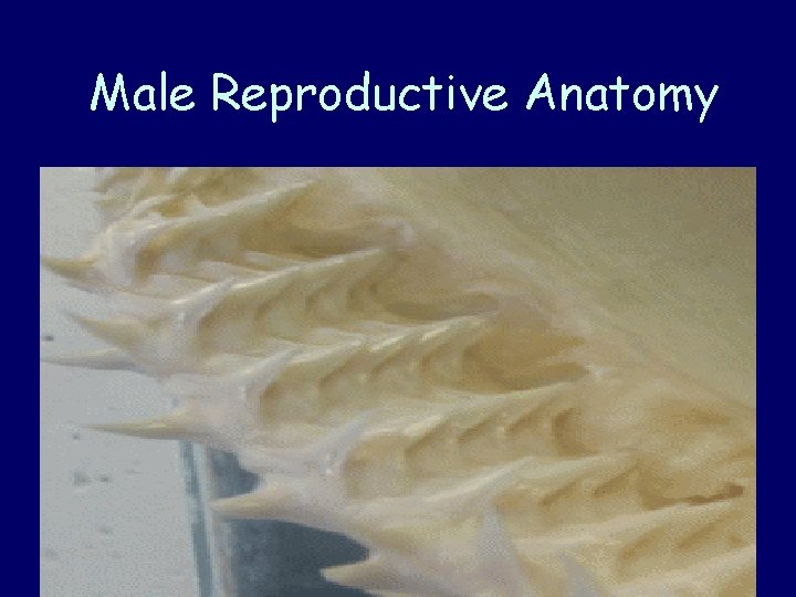 Male Reproductive Anatomy 