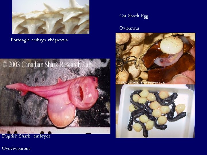 Cat Shark Egg Oviparous Porbeagle embryo viviparous Dogfish Shark embryos Ovoviviparous 