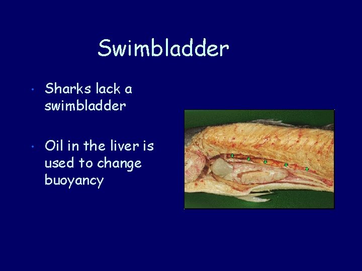 Swimbladder • Sharks lack a swimbladder • Oil in the liver is used to