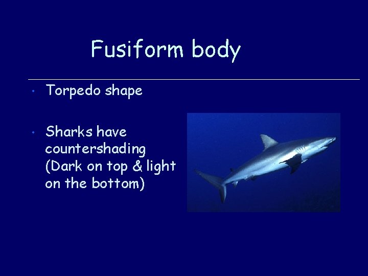 Fusiform body • Torpedo shape • Sharks have countershading (Dark on top & light