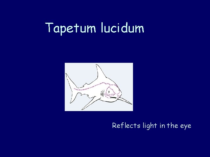 Tapetum lucidum Reflects light in the eye 