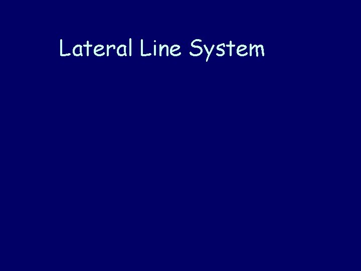 Lateral Line System 