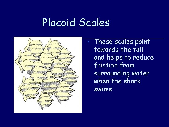Placoid Scales • These scales point towards the tail and helps to reduce friction