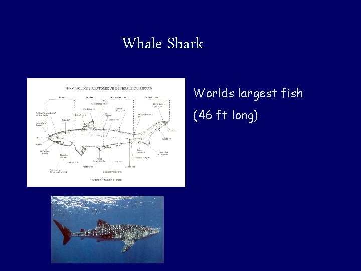 Whale Shark Worlds largest fish (46 ft long) 