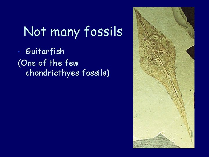 Not many fossils Guitarfish (One of the few chondricthyes fossils) • 