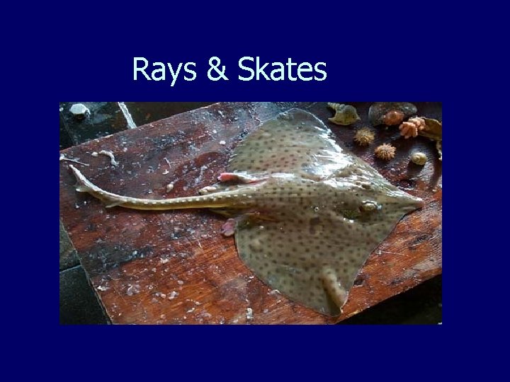 Rays & Skates 