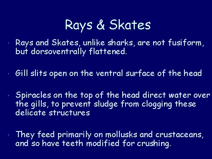 Rays & Skates • Rays and Skates, unlike sharks, are not fusiform, but dorsoventrally