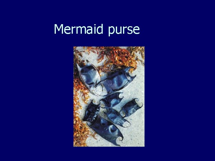 Mermaid purse 