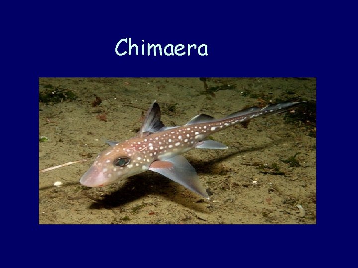 Chimaera 