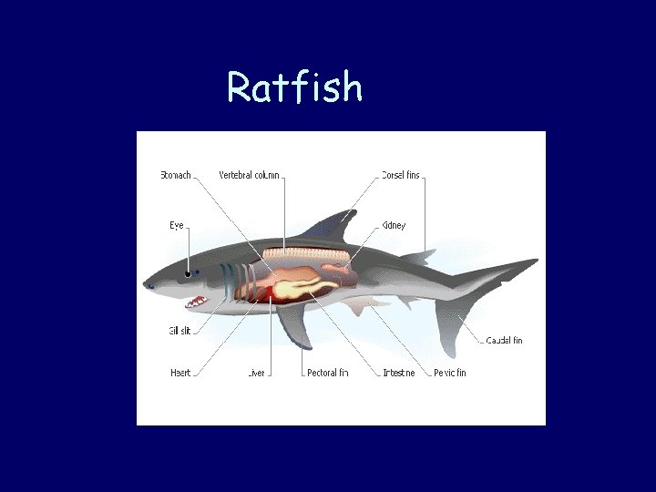 Ratfish 