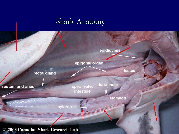 Shark Anatomy 