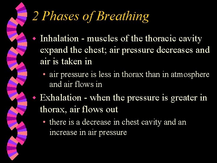 2 Phases of Breathing w Inhalation - muscles of the thoracic cavity expand the