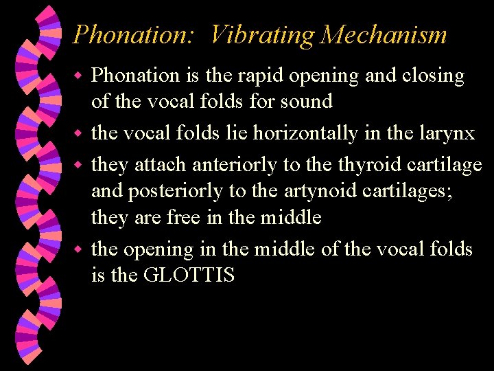 Phonation: Vibrating Mechanism Phonation is the rapid opening and closing of the vocal folds