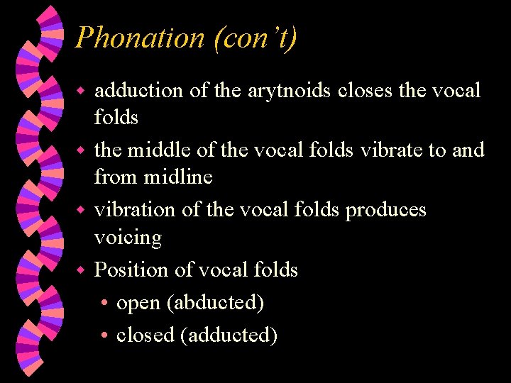 Phonation (con’t) adduction of the arytnoids closes the vocal folds w the middle of