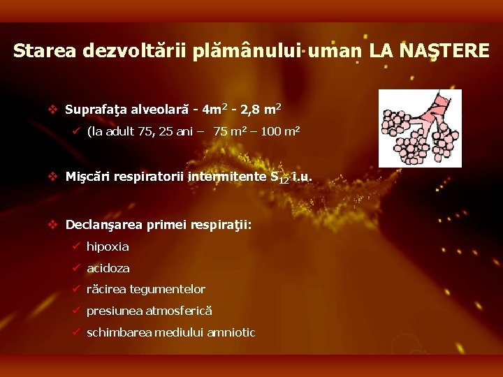 Starea dezvoltării plămânului uman LA NAŞTERE v Suprafaţa alveolară - 4 m 2 -